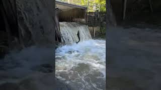 Highlight 000  429 from Salmon Jumping on the Ladder samonrun nature livestream shortsvideo [upl. by Yadsnil]