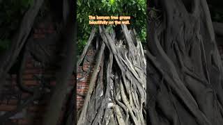 The beautiful banyan tree  banyan banyanbonsai treeplantation banyantree [upl. by Ardnuat]