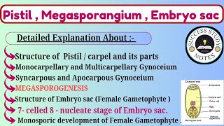 Pistil Megasporangium and Embryo Sac Class 12  Megasporogenesis Class 12  Embryo Sac Class 12 [upl. by Knowles999]