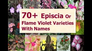 70 Varieties Episcia Plants With Names  EPISCIA  Flame Violet Plant  hanging plants [upl. by Getter]