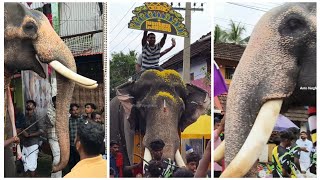 മൂലേപ്പാട് പെരുന്നാൾ ഗജസ്വീകരണം Mooleppat Palli Perunnal Gajasweekaranam 2024elephant perunnal [upl. by Dimmick]