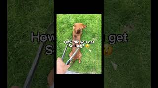 Wiener dog song lyrics fixed viral meme cute wienerdog dog fyp [upl. by Nissensohn632]