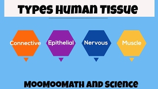 Types of Human Body Tissue [upl. by Eba799]