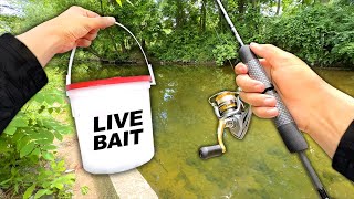 Creek Fishing w Live MINNOWS for Anything That Bites [upl. by Aihsei]