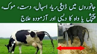 Diarrhoea Treatment for dairy animals جانوروں میں دست،اسہال یا ڈاٸریا کامٶثرترین علاج [upl. by Alahc]