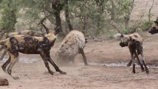 Hyena vs wild dogs [upl. by Clellan553]