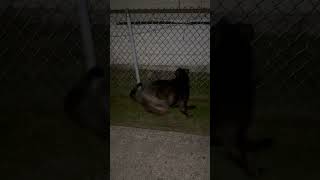 Who knew a possum could outrun two dogs 😭 fastafboi dogs pottybreak nighttime [upl. by Anallij451]