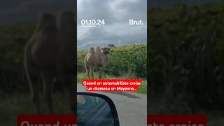 Quand un automobiliste croise un chameau en Mayenne… 🤔 [upl. by Ynafit]