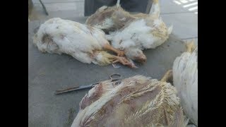 10 काले काम जो बर्बाद पोल्ट्री फार्मर ने किये  Indian Poultry Black Truth [upl. by Orgel]