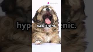 Top 5 Hypoallergenic Dogs dog pets allergies [upl. by Longan]