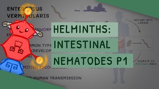 Helminths Intestinal Nematodes Part 1 features clinical importance diagnosis treatment [upl. by Raye]