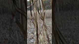 Illinois whitetails from a ground blind deerhunting [upl. by Tayler]