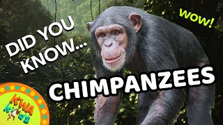 Did You Know Cool Facts About The Amazing Chimpanzees  Amazing Animal Adventures [upl. by Gerty]