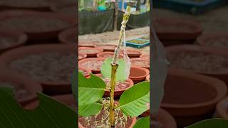 How to guava plant grafting guava guavaplant guavagarden plants [upl. by Collie]