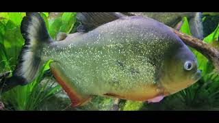 Pygocentrus nattereri  redbellied piranha [upl. by Ellimahs]