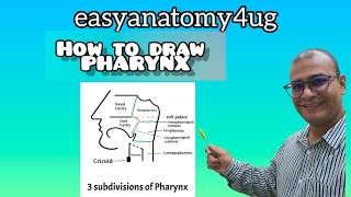 Pharynx  How to draw [upl. by Valenka538]