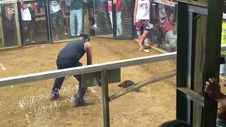 Cockfighting in the Philippines  VLOG 1 Bunal BoyNas [upl. by Nonnahc]