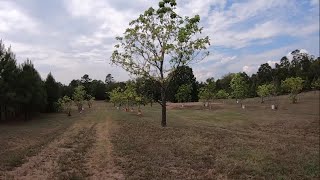 CATALPA TREE FARM UPDATE 65 TREES [upl. by Walters]