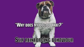 Why does your dog do that Understanding self reinforcing behaviour [upl. by Hillegass335]