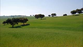 Trio Alentejo  Erva Cidreira [upl. by Ahsart]