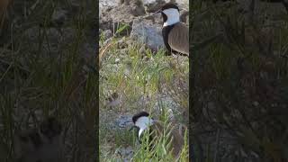 SpurWinged Lapwing Plovers with her Babies plover lapwing [upl. by Hnad]