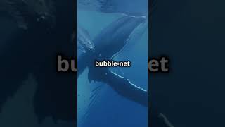 Blue Whale vs Humpback Whale Who Reigns Supreme [upl. by Ameg620]