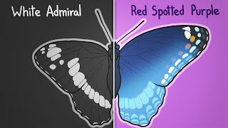 How two butterflies became one [upl. by Roskes134]