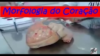 Vídeo Aula  Anatomia Coração morfologia interna e externa Sistema Cardiovascular [upl. by Tsan392]