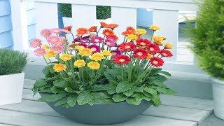 How To Grow and Care Potted Gerbera Daisies Indoors  Growing Houseplant [upl. by Amabil]