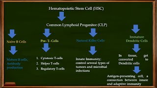 L22 Hematopoiesis Hematopoietic Stem Cell HSC and Common Lymphoid Progenitor [upl. by Nanci324]