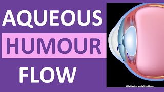 Aqueous Humour Eye Circulation Flow Animation OpenAngle vs ClosedAngle Glaucoma [upl. by Margeaux436]