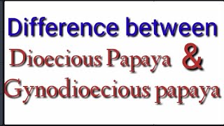 Difference between Dioecious papaya and Gynodioecious papaya [upl. by Naelopan]