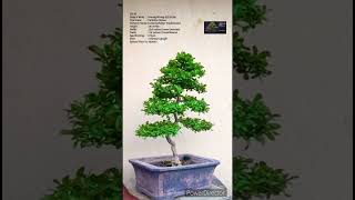 SN53 bonsai pruning wiring Carmona RetusaFukien TeaBoxwood shorts [upl. by Oizirbaf]