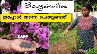 ഞാൻ ചെയ്യുന്നത് Bougainvilleaക്ക് ഇപ്പോൾ തന്നെ ചെയ്യേണ്ടത്Bougainvillea plant care [upl. by Nollid773]