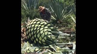 Harvesting A Gigantic 1100 Pound Agave 😲 [upl. by Juley]