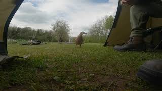 Duck talking to me while fishing asking for more food [upl. by Airtap]