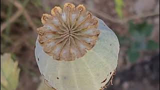 פרג תרבותי עם פירות خشخاش Papaver somniferum with fruits [upl. by Sokin976]