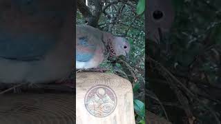 Exotic Senegal Dove Encounter at the Zoo [upl. by Ailhat813]