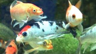 How To Prepare A Coldwater Fish Tank [upl. by Bartlett]