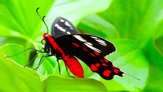 A polytypic species with multiple subspecies in India  Common Mormon Butterfly [upl. by Yrocej]