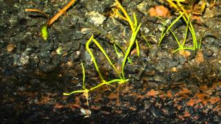 Aquarium time lapse  lilaeopsis brasiliens micro sword [upl. by Adniles493]