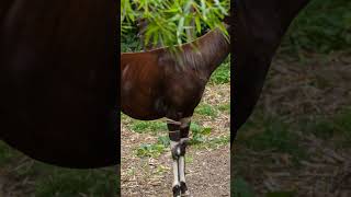 Okapi The Forest Giraffe of the Congo with Zebra Legs [upl. by Orips]