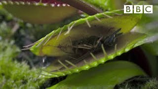 Hungry Venus flytraps snap shut on a host of unfortunate flies  Life  BBC [upl. by Graff]