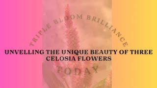 Celosia flowers flowers plants new shortsviral gardenview nature views vlog subscribe [upl. by Cave]