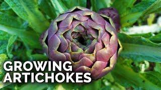 How to Grow Artichokes in ANY Climate [upl. by Nyrahs]