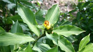 Costus igneus commonly known as insulin plant in India saplings [upl. by Yenwat996]