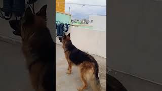 GSD POWERFUL BARKING 😱 ytshorts germanshepherd barkingsound youtubeshorts [upl. by Hedvah448]