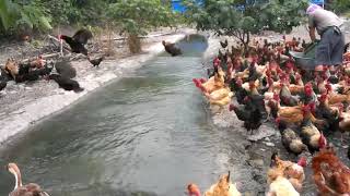 flying chicken video  funny chicken video [upl. by Aehsat]