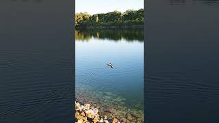 The coots setting out 🤗 [upl. by Gathers]