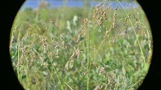 Glyceria canadensis Rattlesnake Manna Grass [upl. by Naashar]